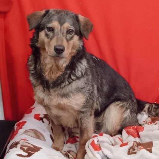 Enlarge Indy, a Adoptable German Shepherd Dog in Rossville, TN image 1/6