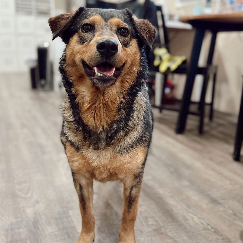 Enlarge Indy, a Adoptable German Shepherd Dog in Rossville, TN image 2/6