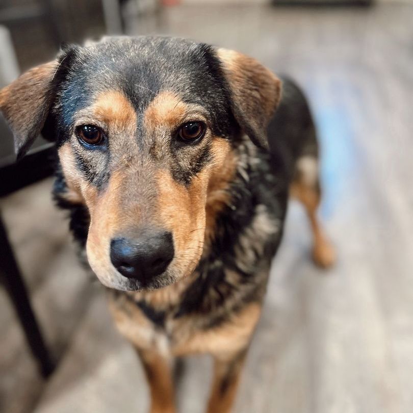 Enlarge Indy, a Adoptable German Shepherd Dog in Rossville, TN image 3/6