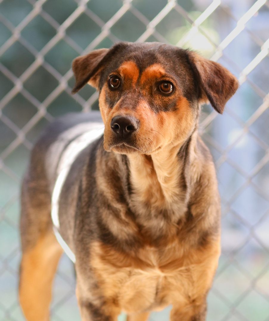 Enlarge Indy, a Adoptable German Shepherd Dog in Rossville, TN image 4/6