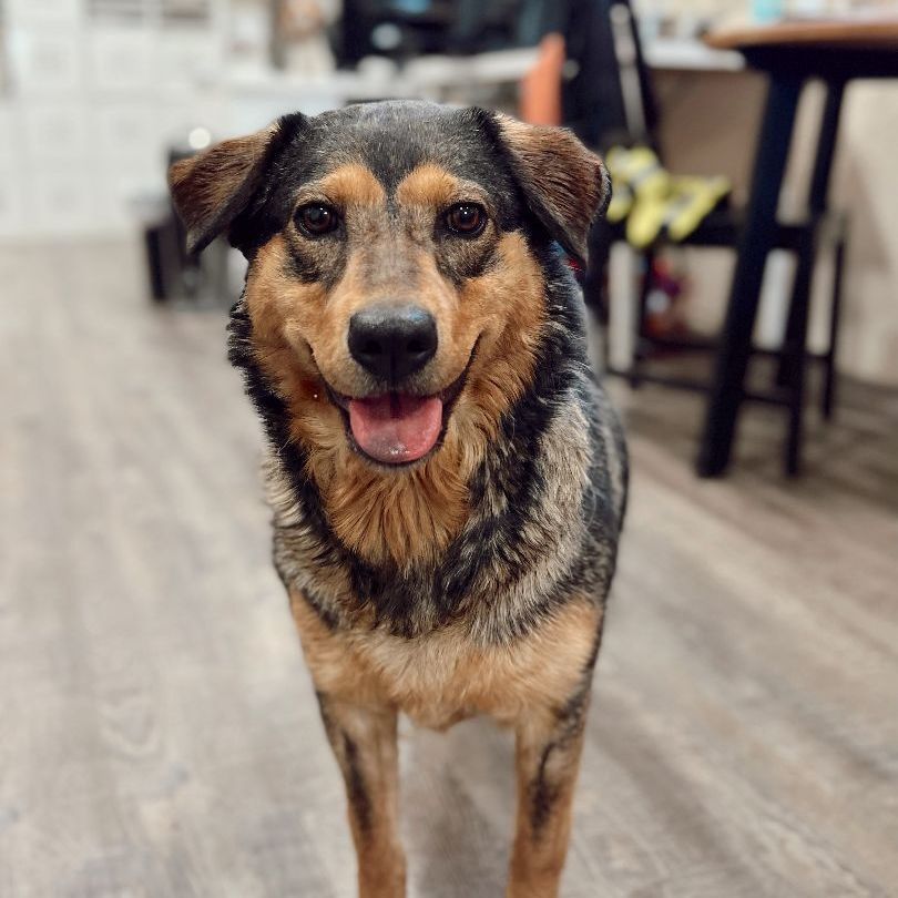 Enlarge Indy, a Adoptable German Shepherd Dog in Rossville, TN image 5/6