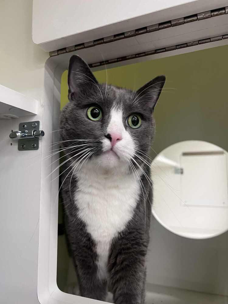 Enlarge Finn-Adopt or Foster to Adopt, a Adoptable Domestic Short Hair in Youngsville, NC image 1/6