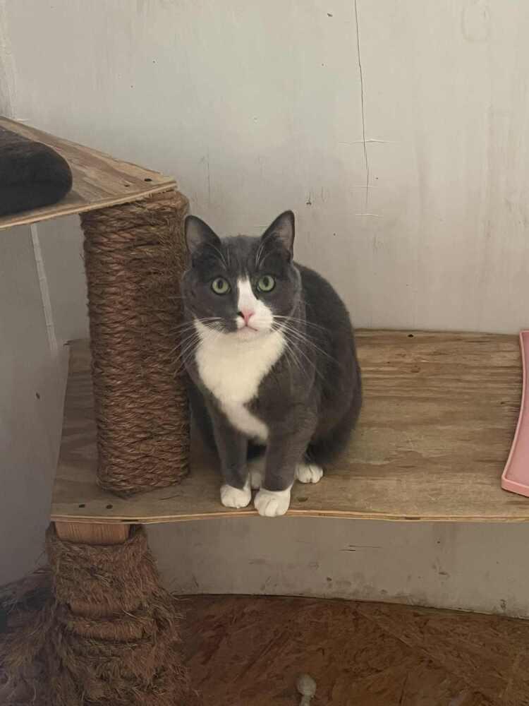 Enlarge Finn-Adopt or Foster to Adopt, a Adoptable Domestic Short Hair in Youngsville, NC image 2/6