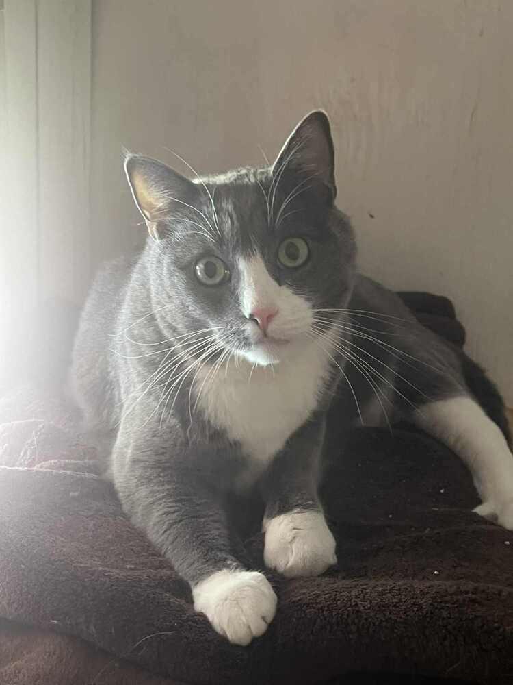 Enlarge Finn-Adopt or Foster to Adopt, a Adoptable Domestic Short Hair in Youngsville, NC image 3/6