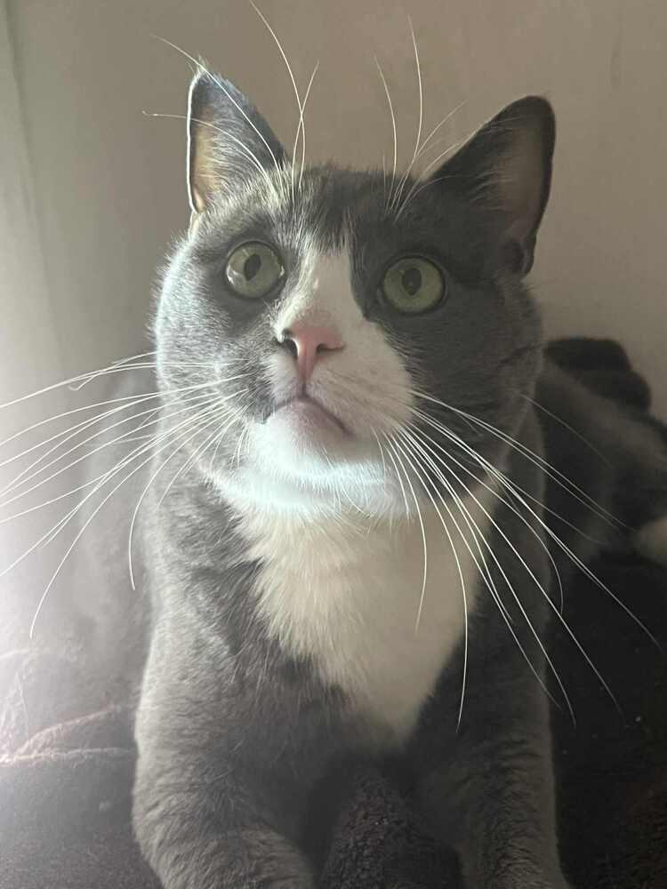 Enlarge Finn-Adopt or Foster to Adopt, a Adoptable Domestic Short Hair in Youngsville, NC image 4/6