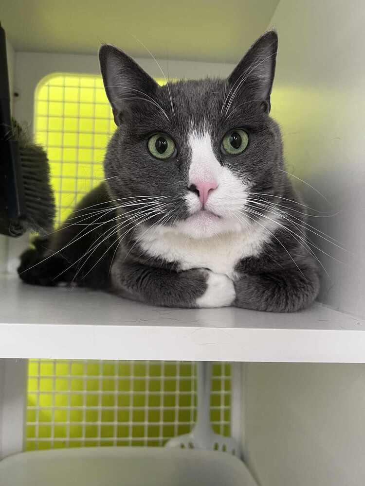 Enlarge Finn-Adopt or Foster to Adopt, a Adoptable Domestic Short Hair in Youngsville, NC image 5/6