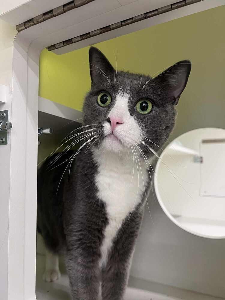 Enlarge Finn-Adopt or Foster to Adopt, a Adoptable Domestic Short Hair in Youngsville, NC image 6/6