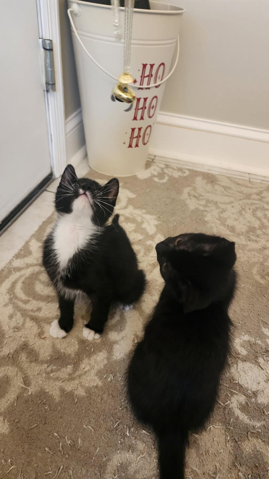 Leo and Charlie-Chaplin, Adoptable, Kitten Male Domestic Medium Hair.