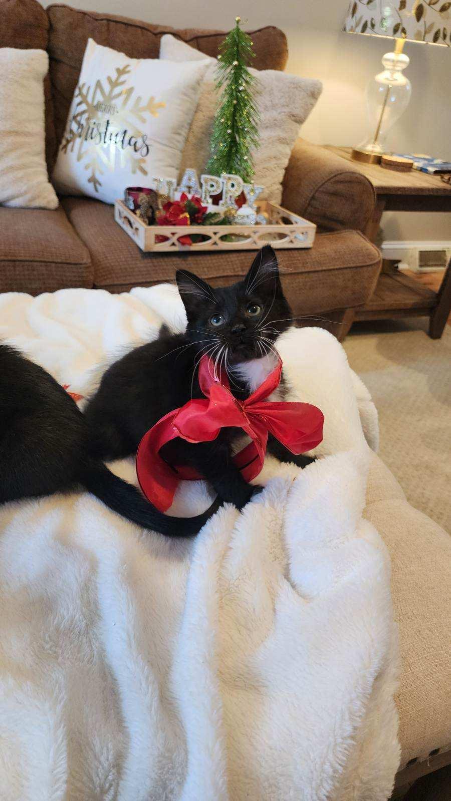 Enlarge Leo and Charlie-Chaplin, a Adoptable Domestic Medium Hair in Schenectady, NY image 2/6