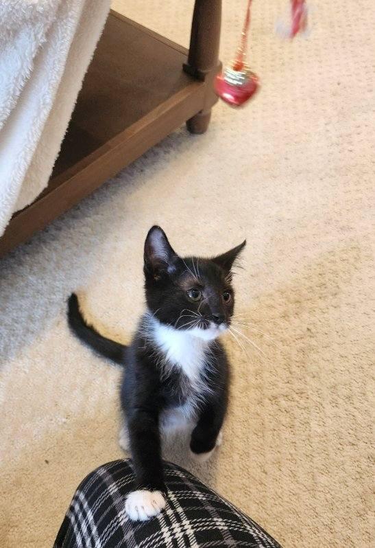 Enlarge Leo and Charlie-Chaplin, a Adoptable Domestic Medium Hair in Schenectady, NY image 4/6