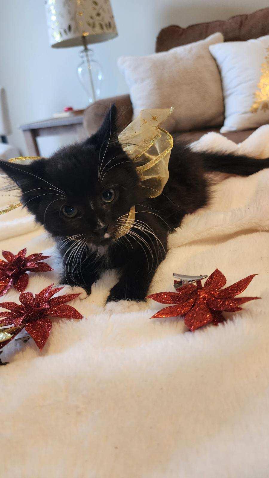 Enlarge Leo and Charlie-Chaplin, a Adoptable Domestic Medium Hair in Schenectady, NY image 6/6