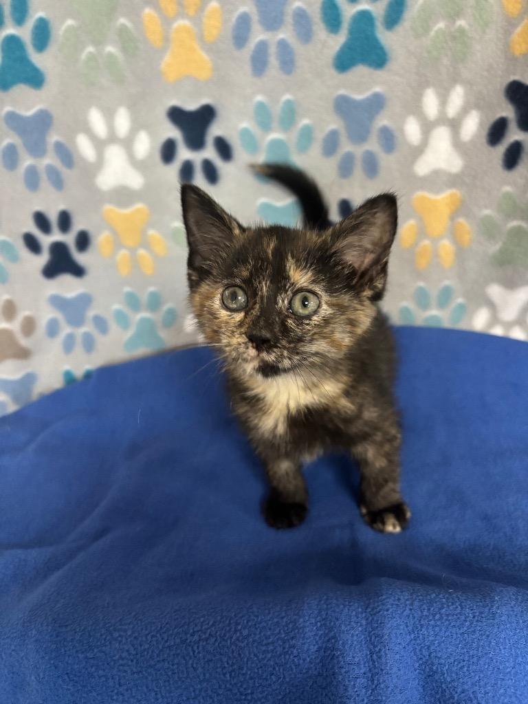 Piper, Adoptable, Kitten Female Domestic Short Hair.