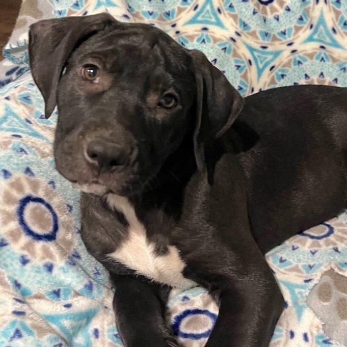 Purdy (IN TRIAL ADOPTION)