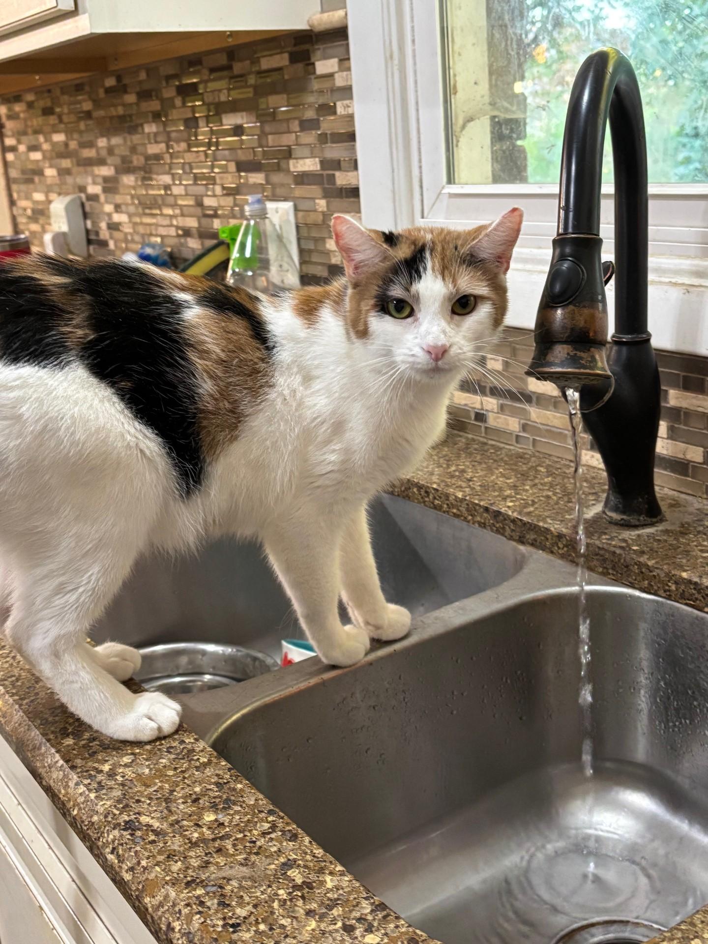 Enlarge Sako, a Adoptable Calico in Pekin, IL image 2/4