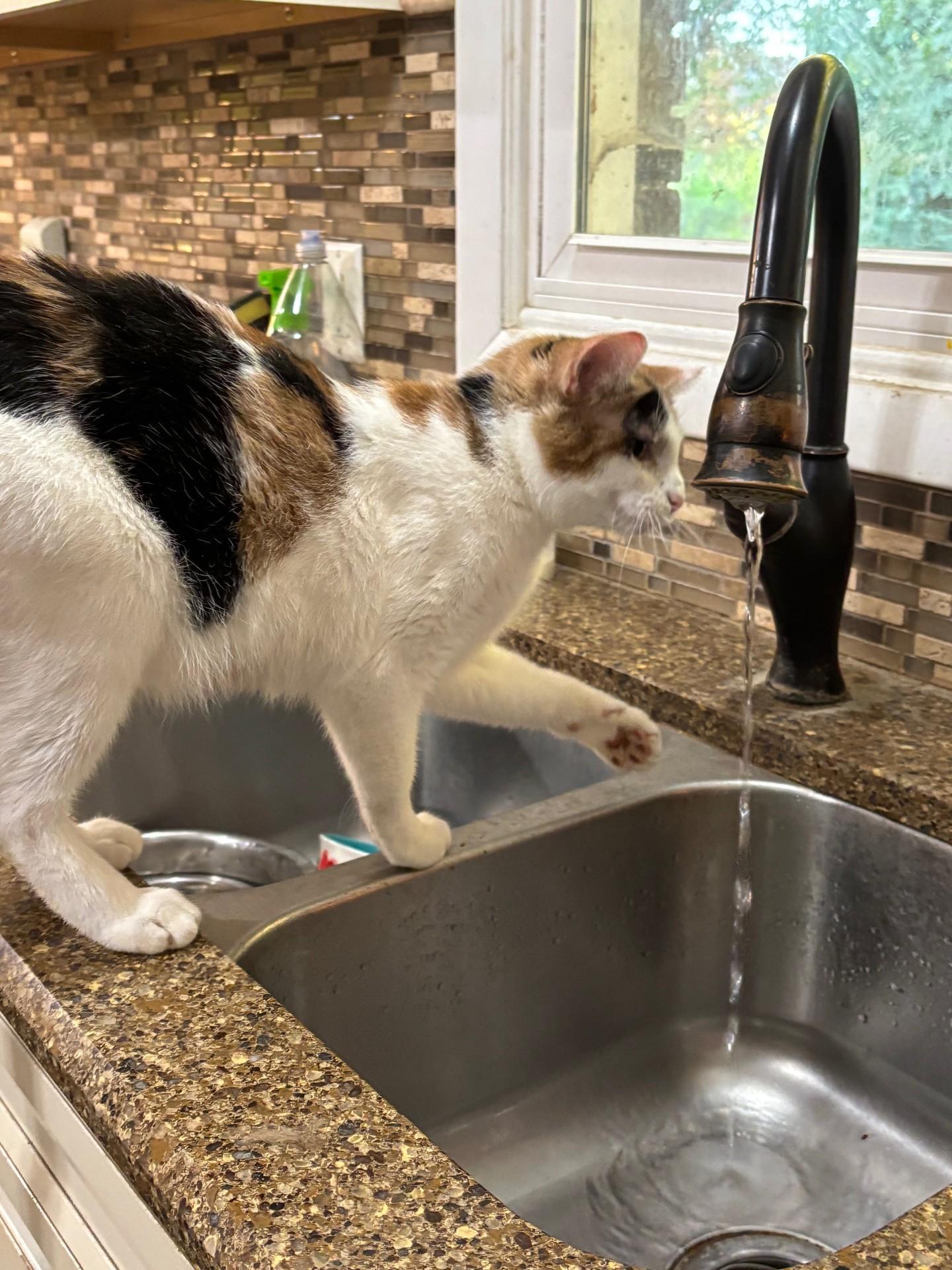 Enlarge Sako, a Adoptable Calico in Pekin, IL image 3/4