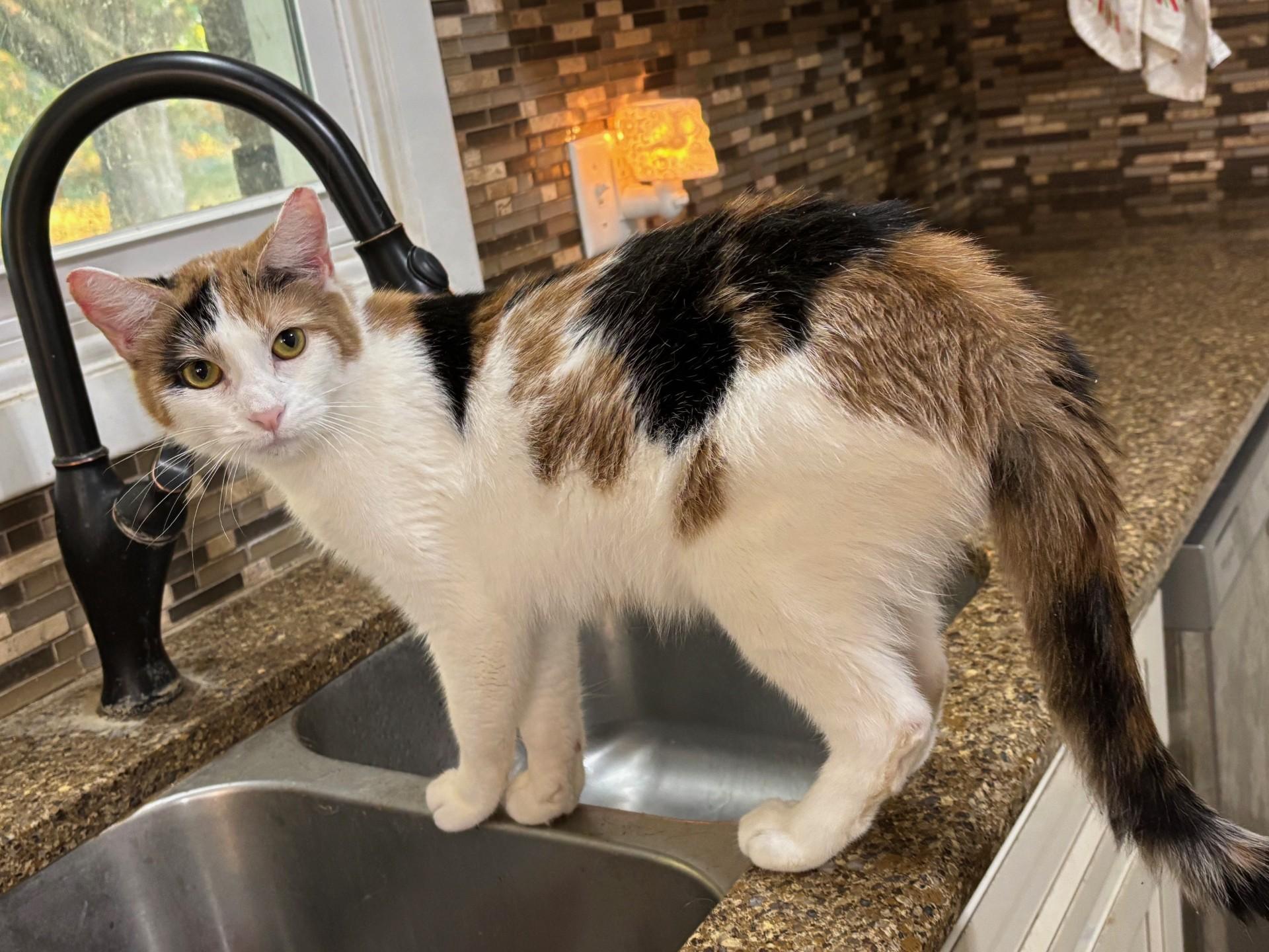 Enlarge Sako, a Adoptable Calico in Pekin, IL image 4/4