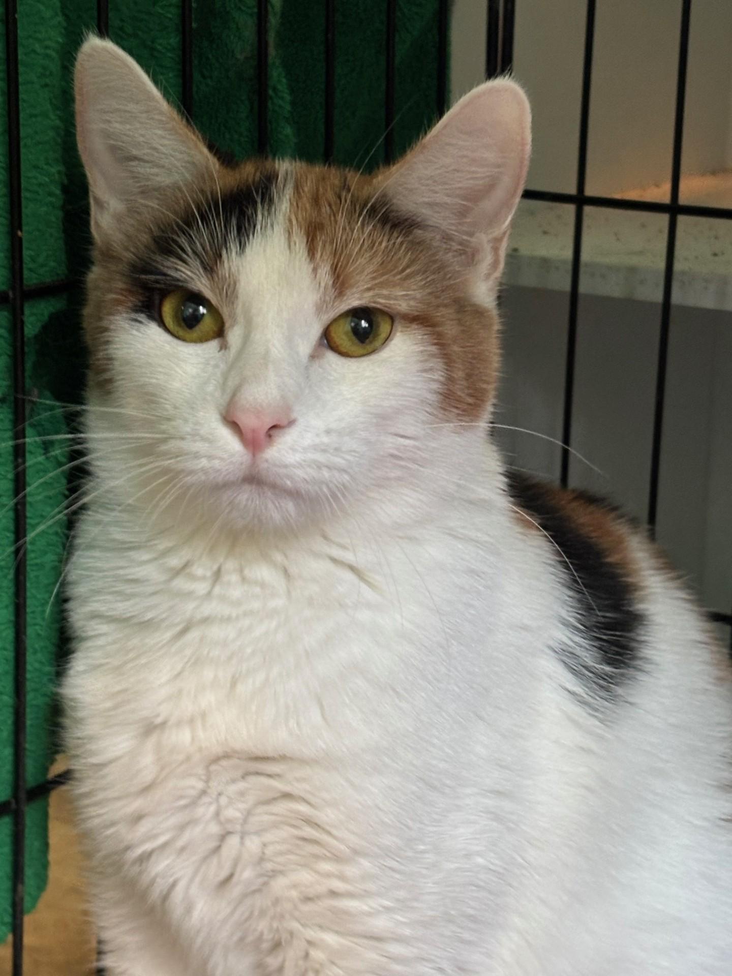 Sako, Adoptable, Adult Female Calico.