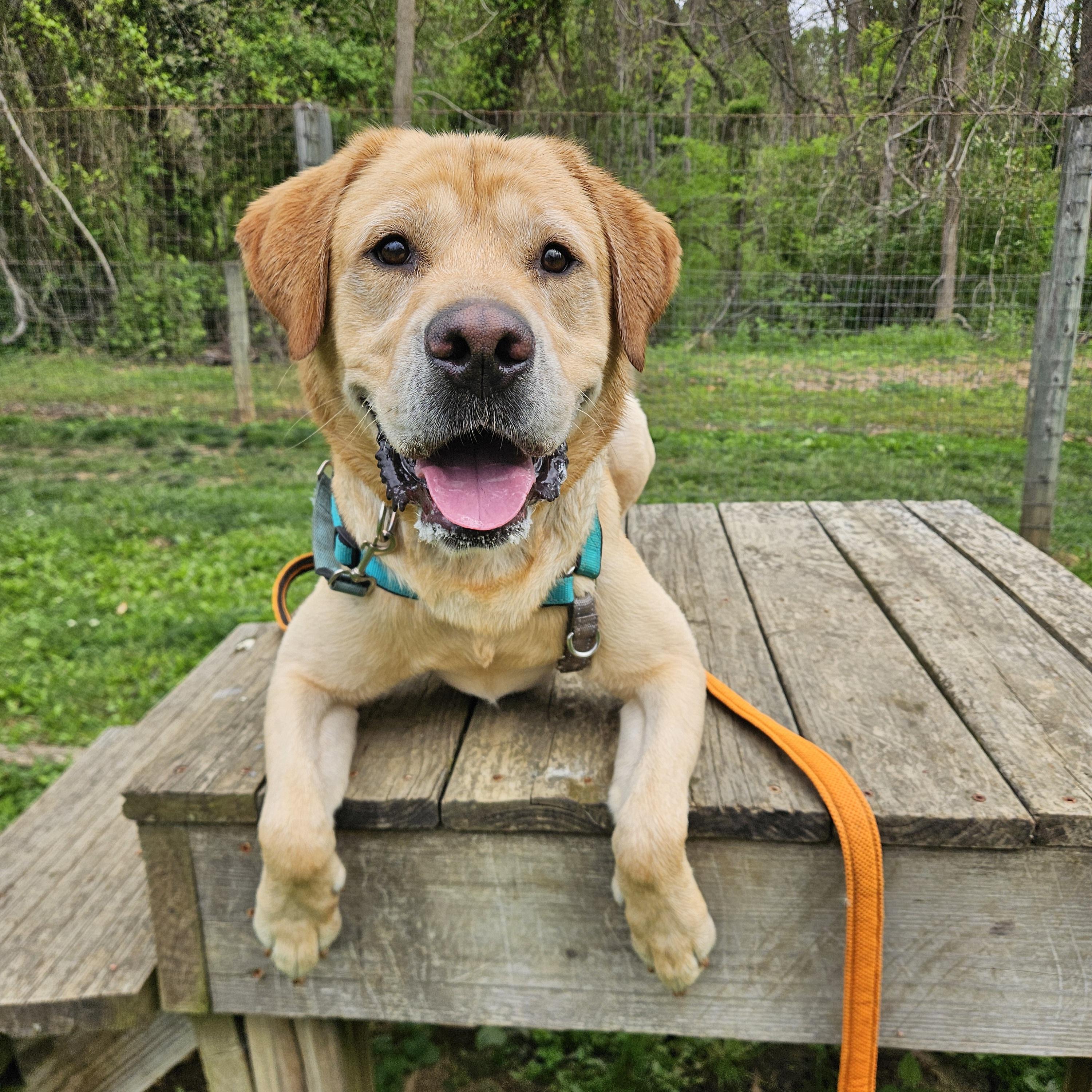Trooper, a ADOPTABLE Labrador Retriever in Phoenixville, PA image 1/6