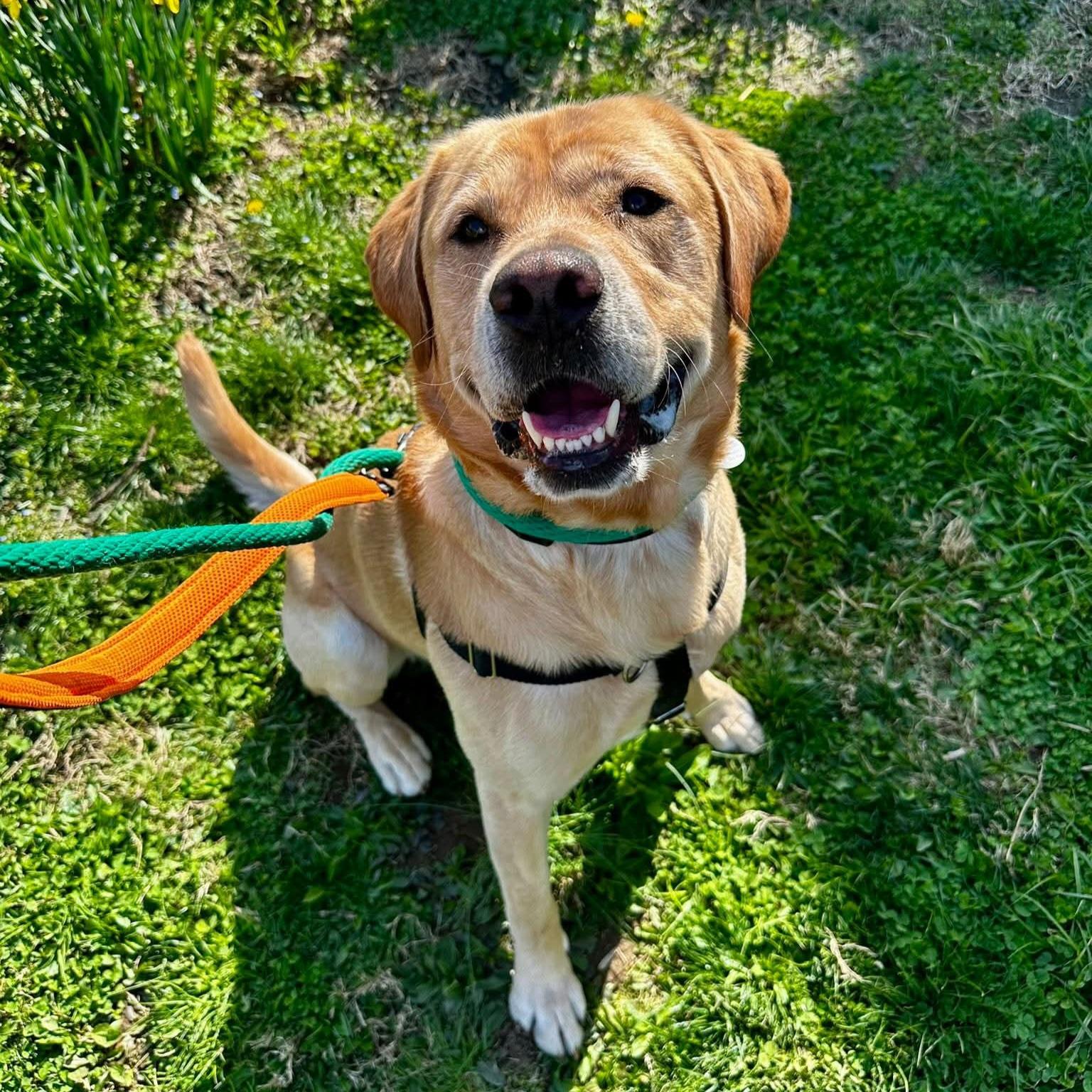 Trooper, a ADOPTABLE Labrador Retriever in Phoenixville, PA image 2/6
