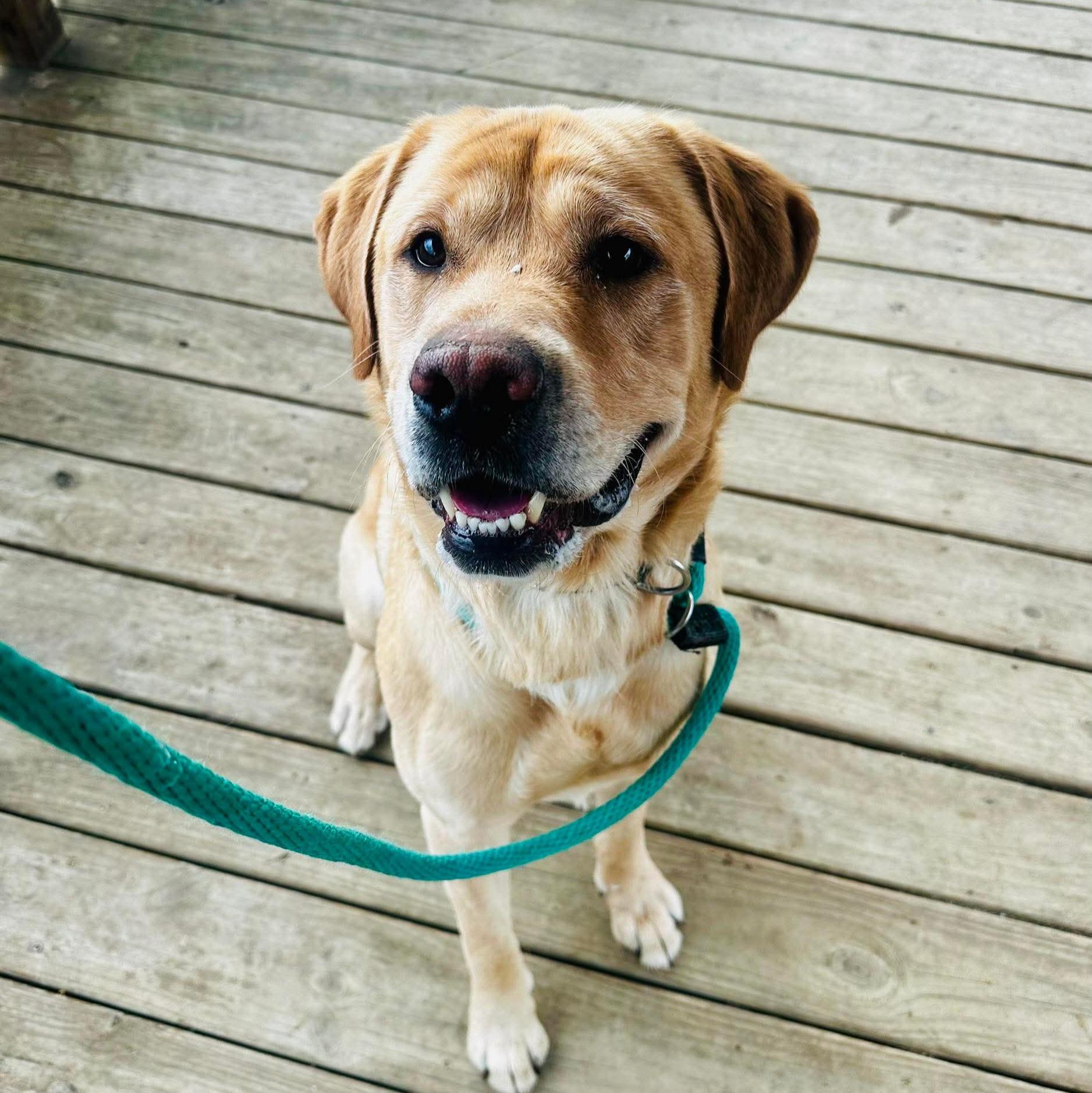 Trooper, a ADOPTABLE Labrador Retriever in Phoenixville, PA image 6/6
