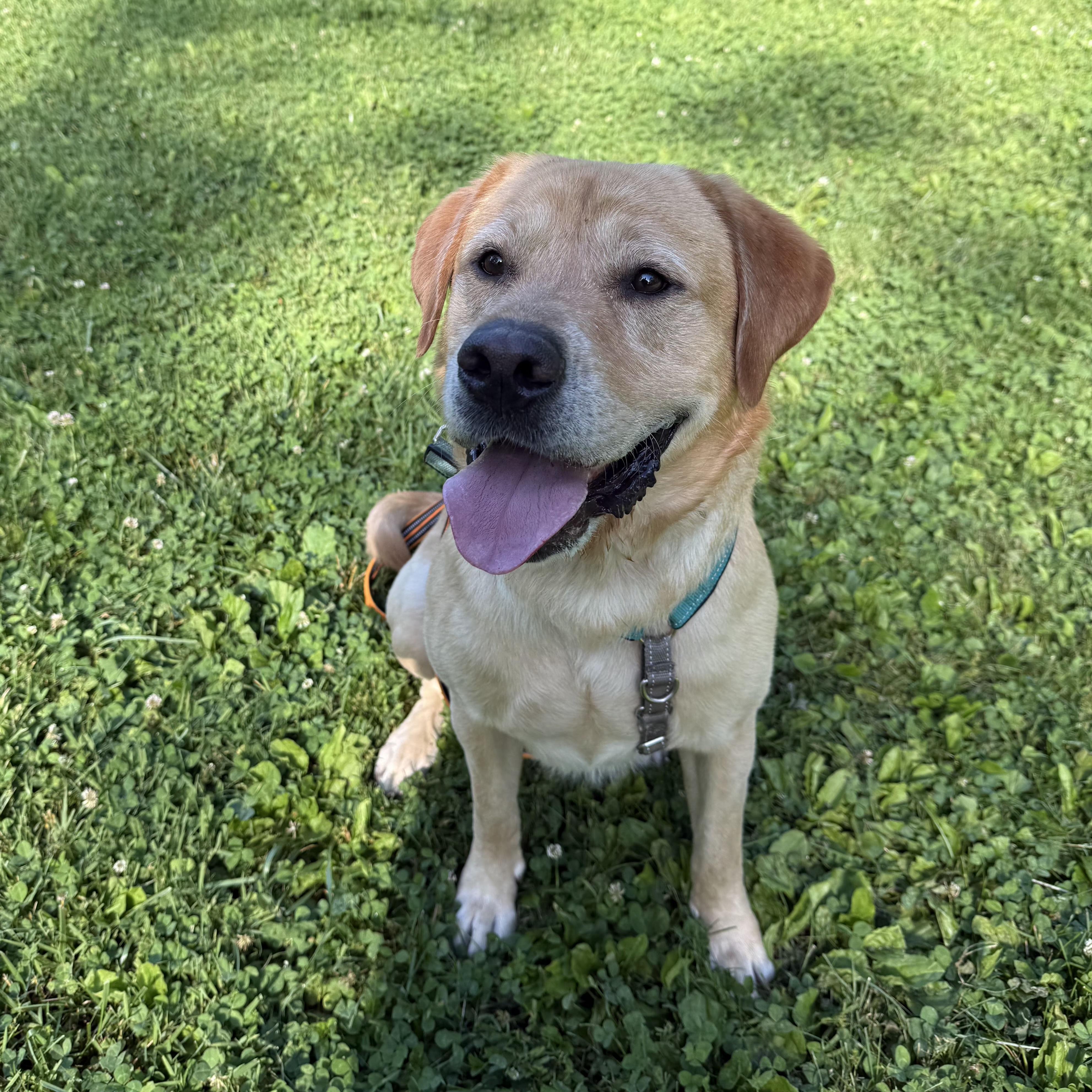 Trooper, a ADOPTABLE Labrador Retriever in Phoenixville, PA image 3/6