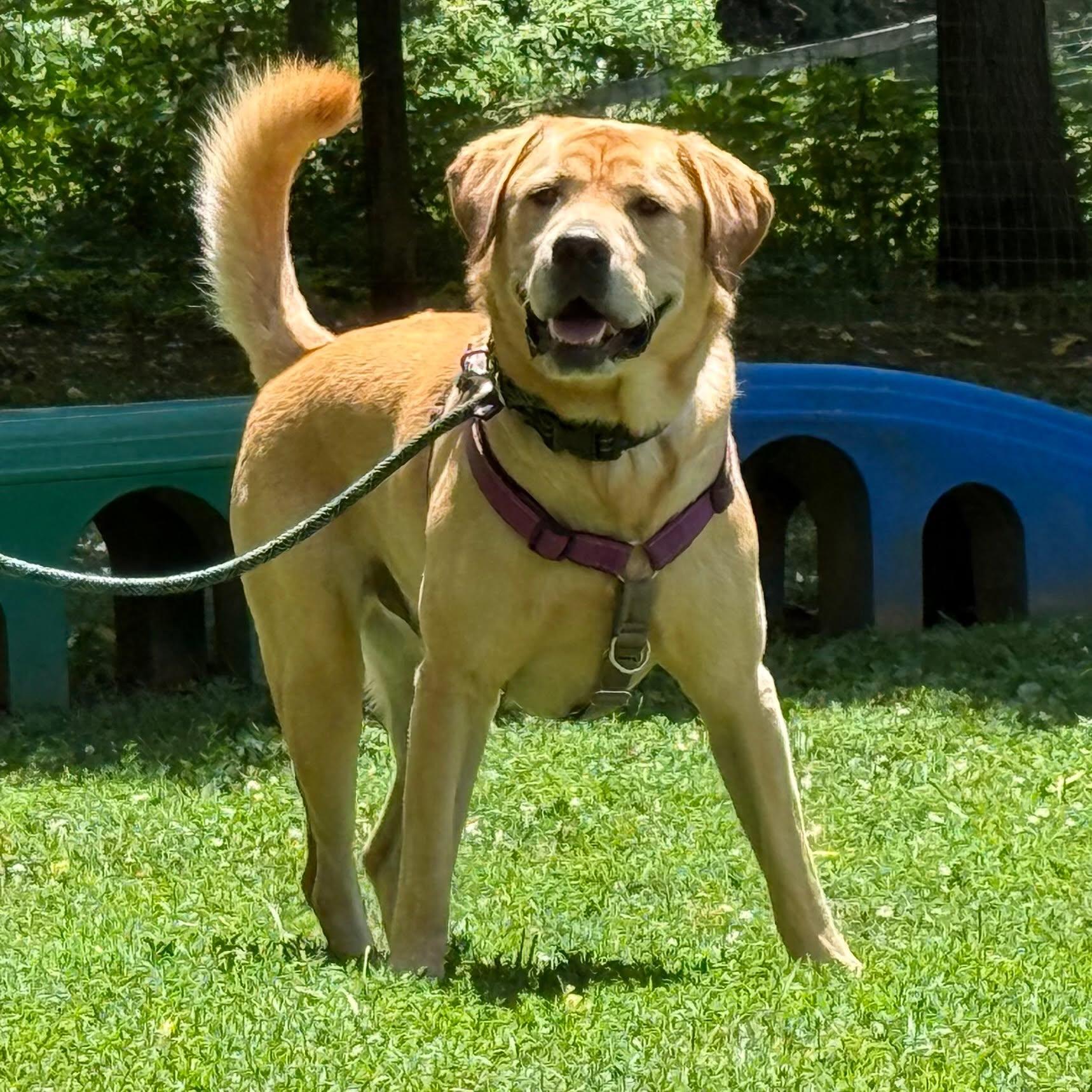 Trooper, ADOPTABLE, Adult Male Labrador Retriever.