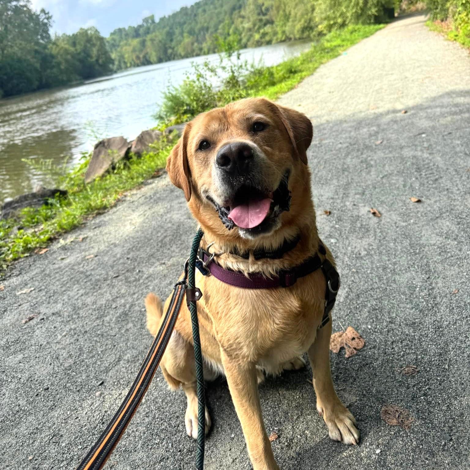 Trooper, a ADOPTABLE Labrador Retriever in Phoenixville, PA image 1/6
