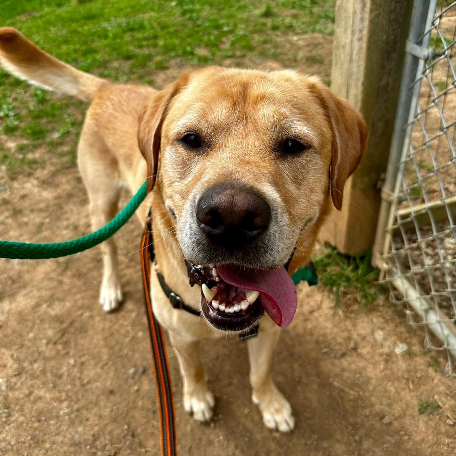 Trooper, a ADOPTABLE Labrador Retriever in Phoenixville, PA image 4/6