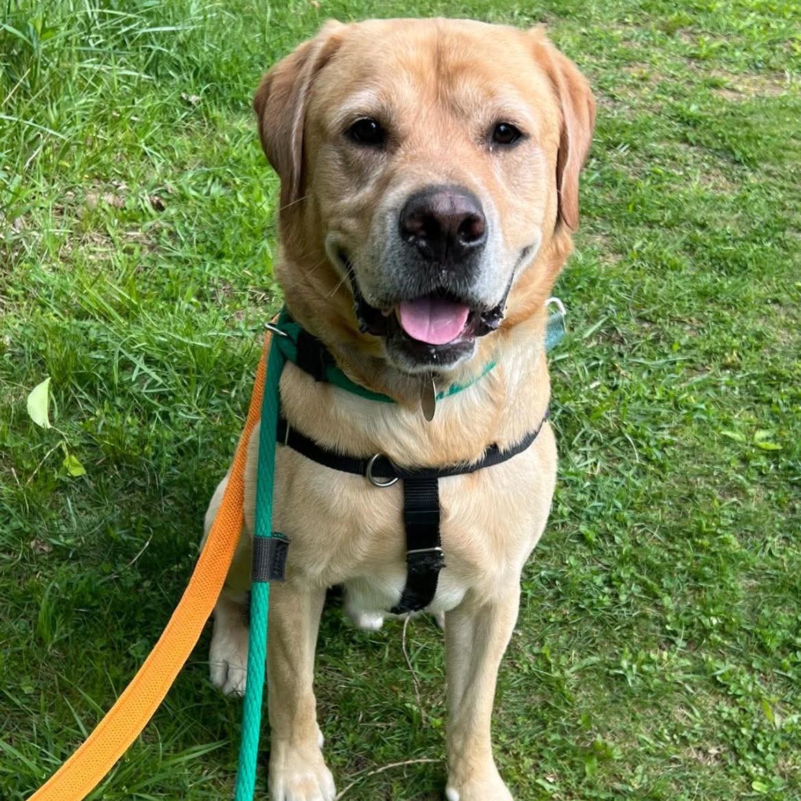 Trooper, a ADOPTABLE Labrador Retriever in Phoenixville, PA image 5/6