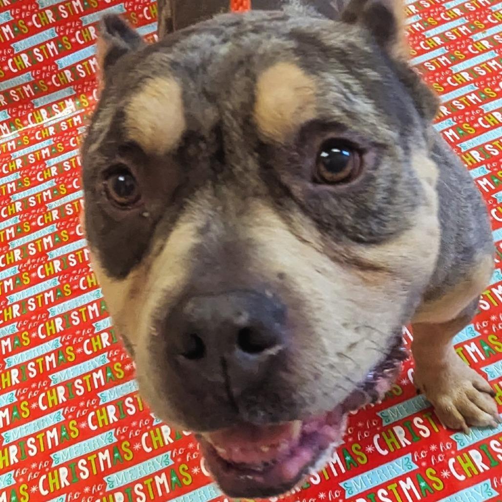 Titus, Adoptable, Adult Male Pit Bull Terrier.