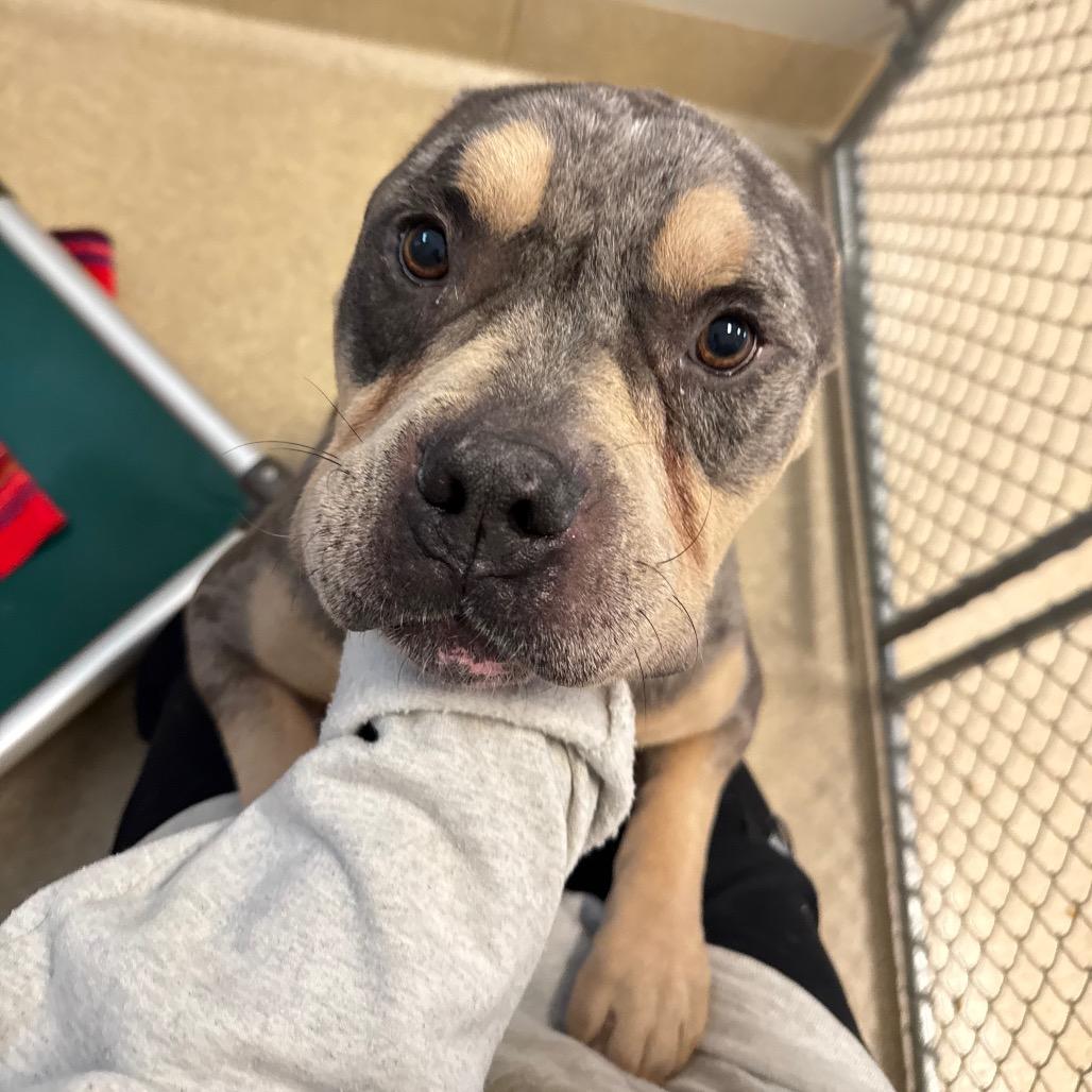 Enlarge Titus, a Adoptable mixed breed in Bristol, IN image 2/6