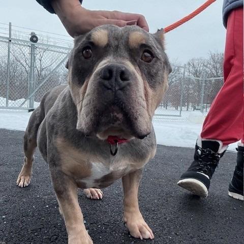 Enlarge Titus, a Adoptable mixed breed in Bristol, IN image 3/6