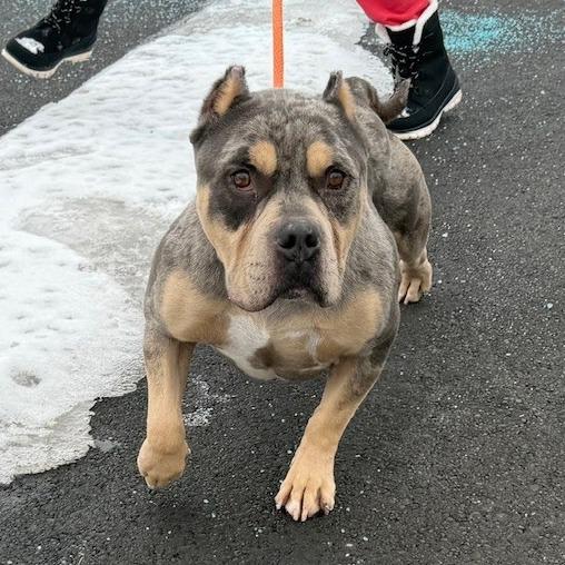 Enlarge Titus, a Adoptable mixed breed in Bristol, IN image 4/6