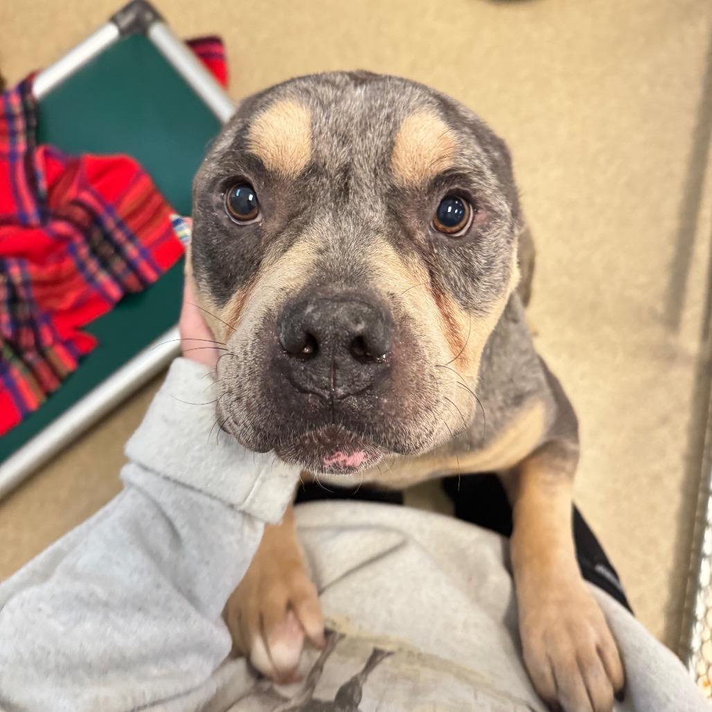 Enlarge Titus, a Adoptable mixed breed in Bristol, IN image 5/6