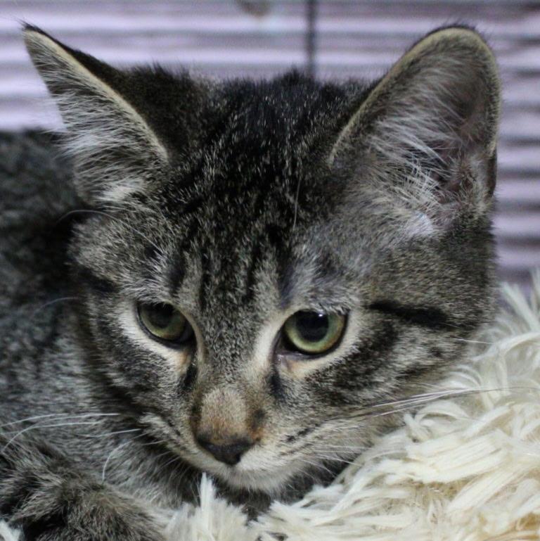 Noodle, Adopted, Young Male Tabby.