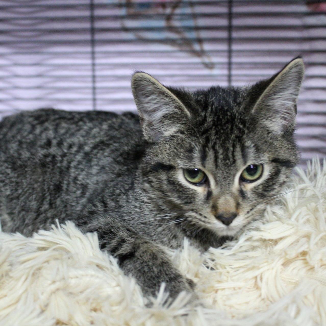 Enlarge Noodle, a Adopted Tabby in Billings, MT image 2/2