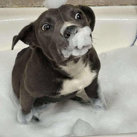 Axel, Adoptable, Young Male American Staffordshire Terrier & Mixed Breed.