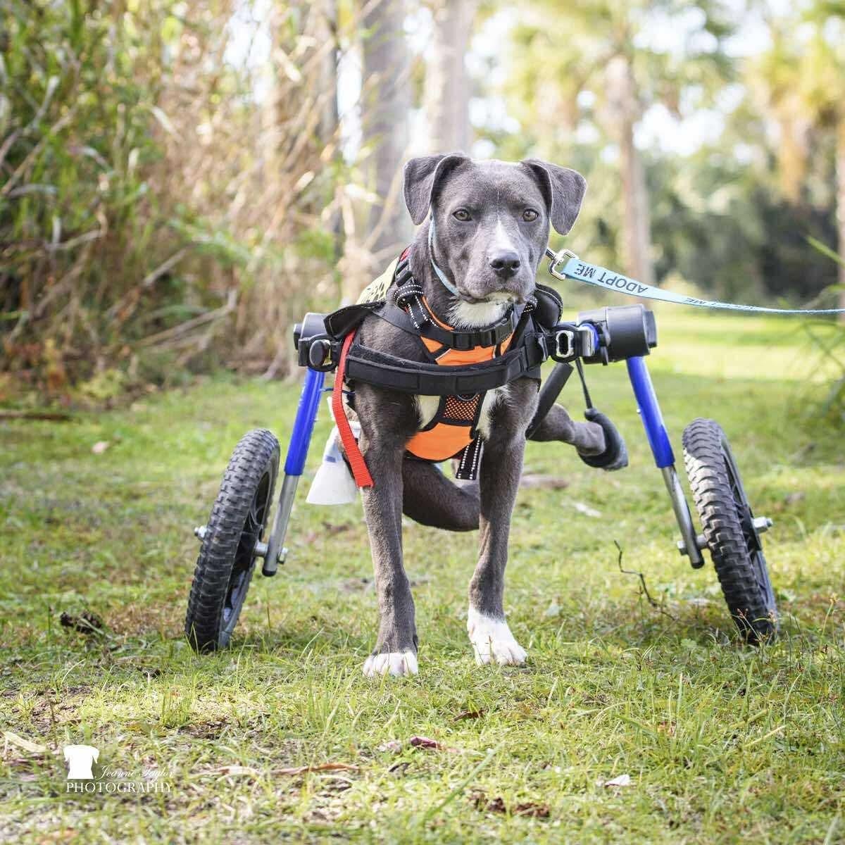 Axel, a Adoptable mixed breed in Wando, SC image 5/6
