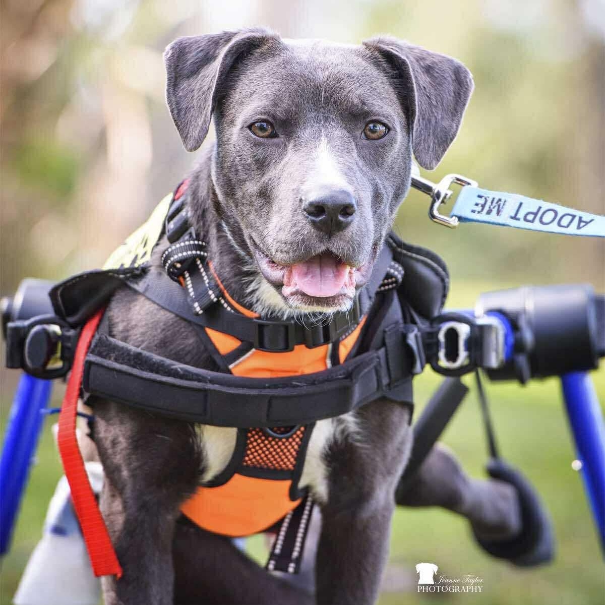 Axel, a Adoptable mixed breed in Wando, SC image 6/6