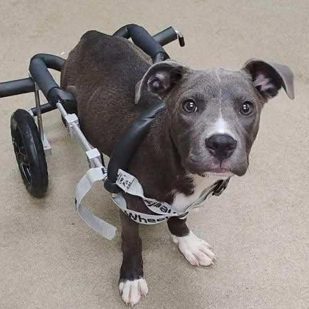 Axel, a Adoptable mixed breed in Wando, SC image 3/6