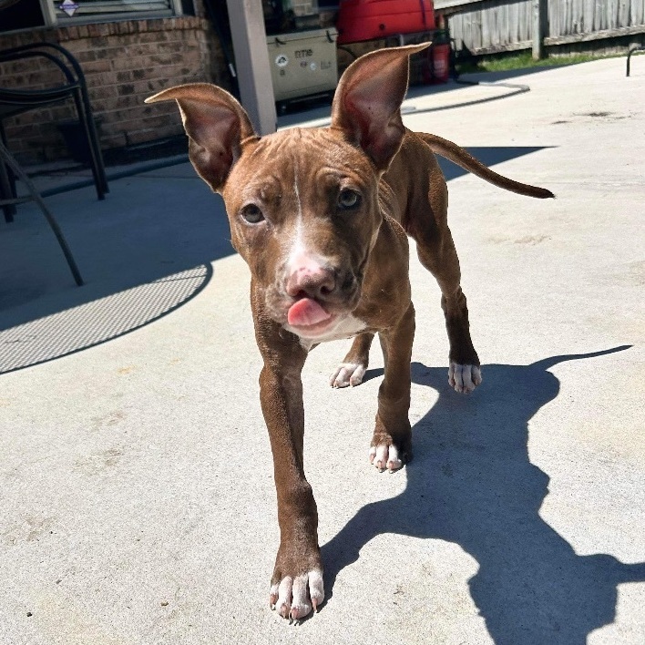 Enlarge Bravo, a Adopted mixed breed in Tomball, TX image 1/3