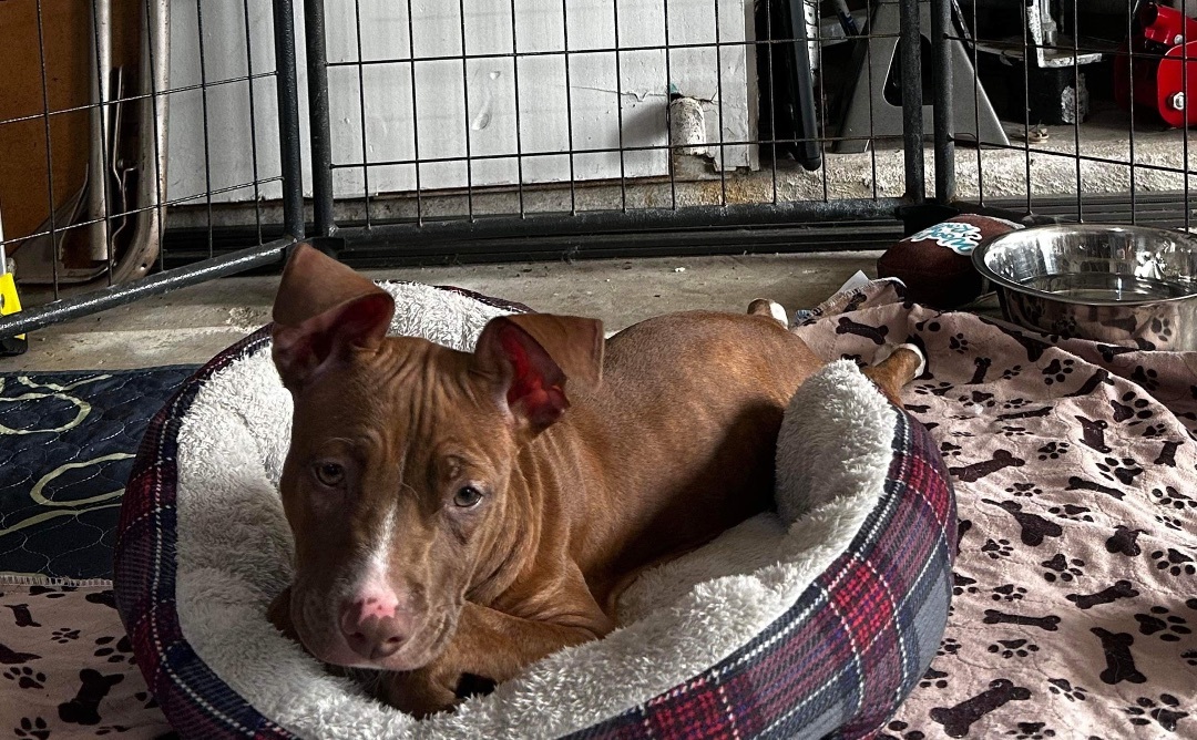 Bravo, Adopted, Puppy Male American Staffordshire Terrier.