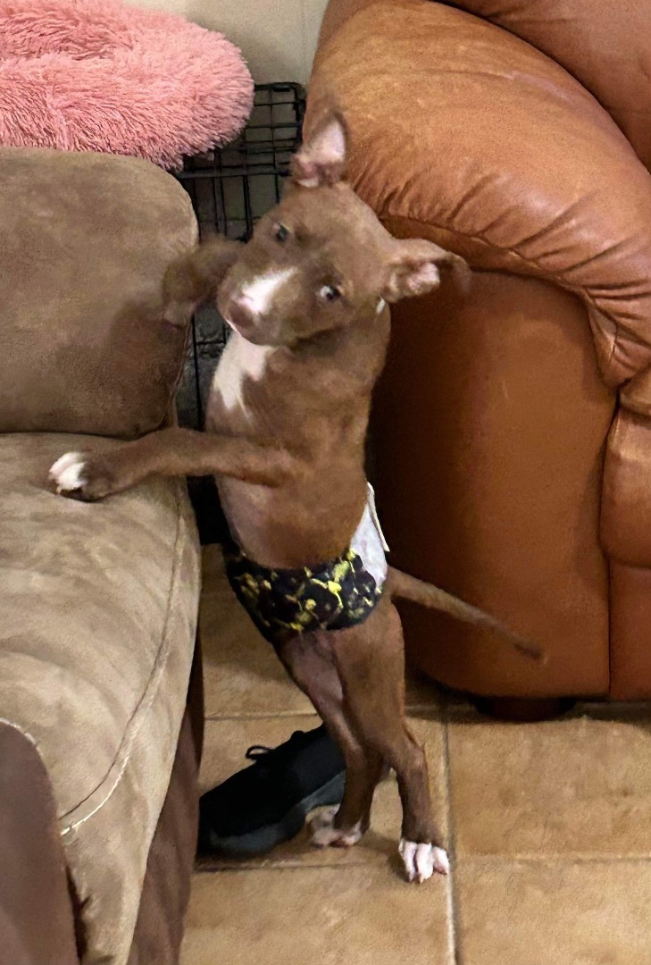 Enlarge Bravo, a Adopted mixed breed in Tomball, TX image 3/3