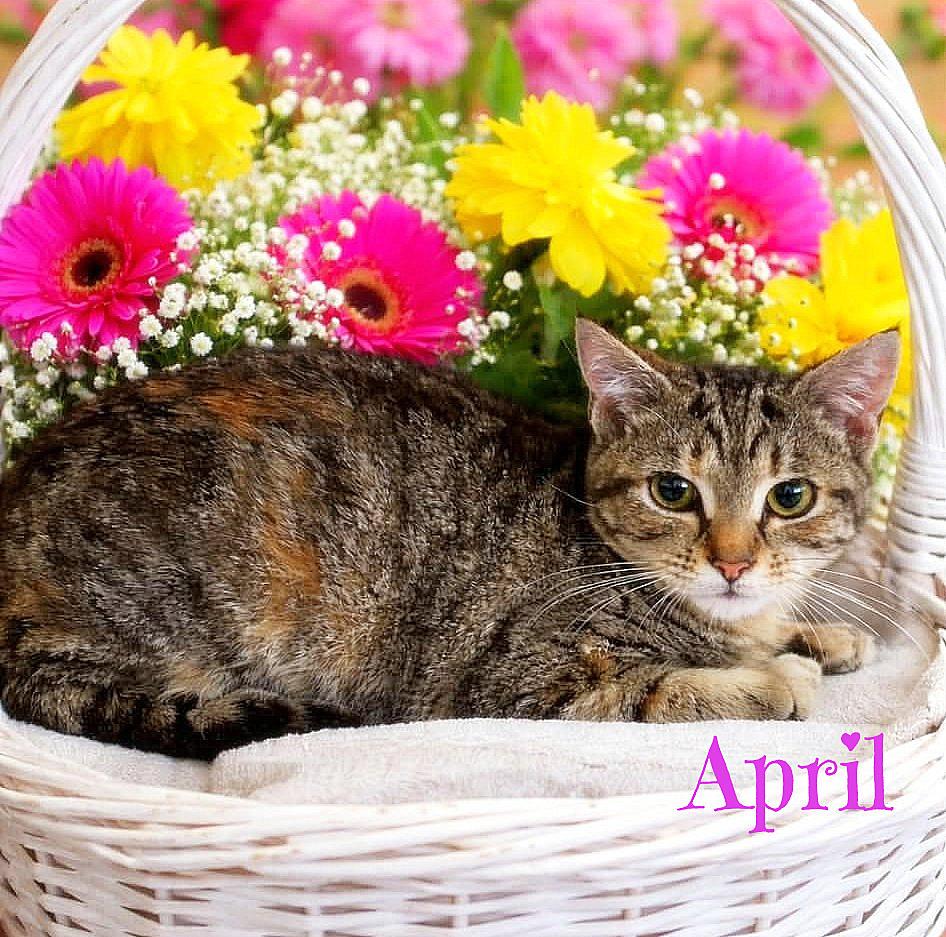 April *kitten*, Adoptable, Kitten Female Tabby.