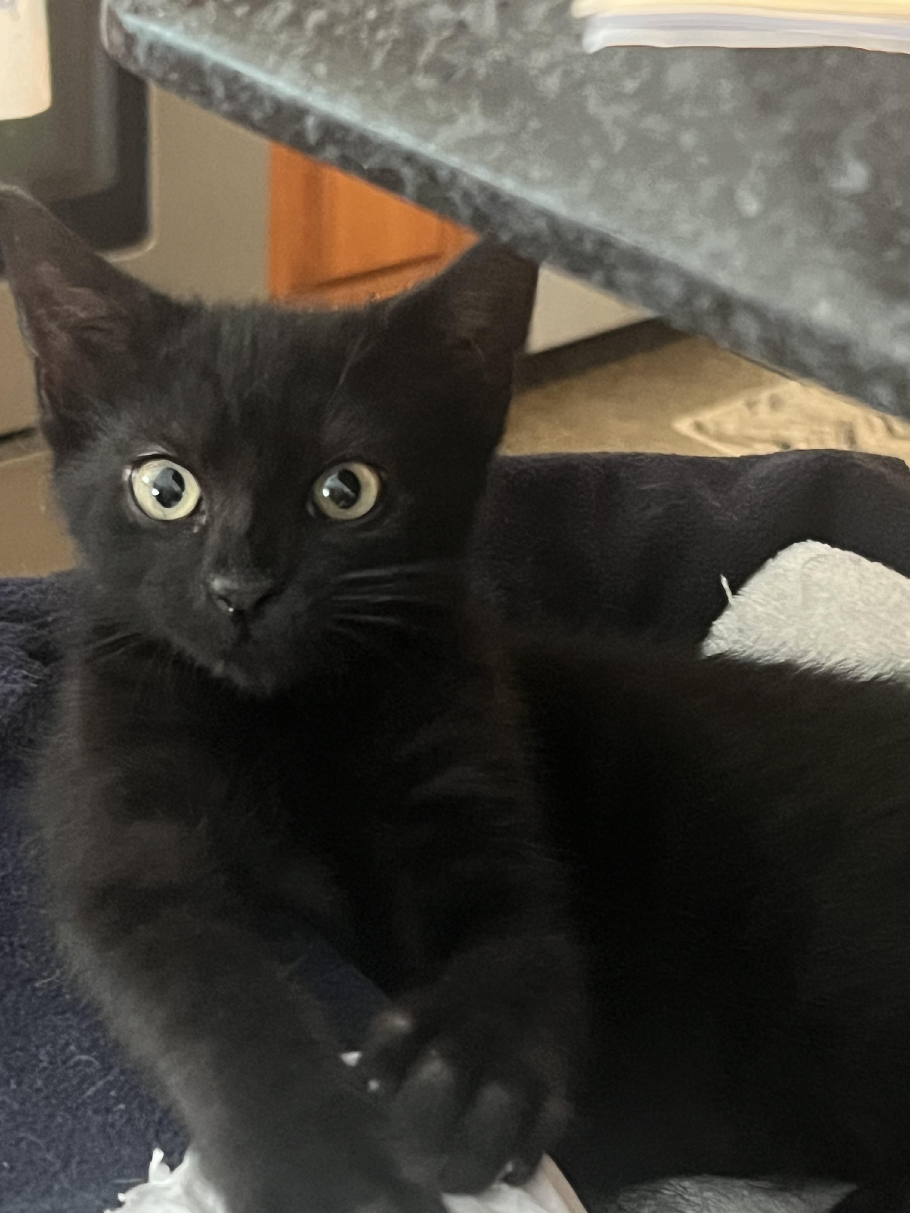 Binx, an adoptable Domestic Short Hair in Riverside, RI image 2/2