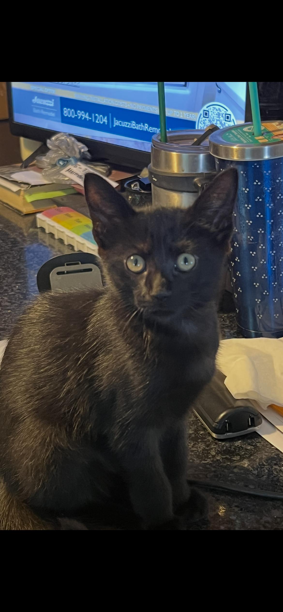 Binx, adoptable, Young Male Domestic Short Hair.