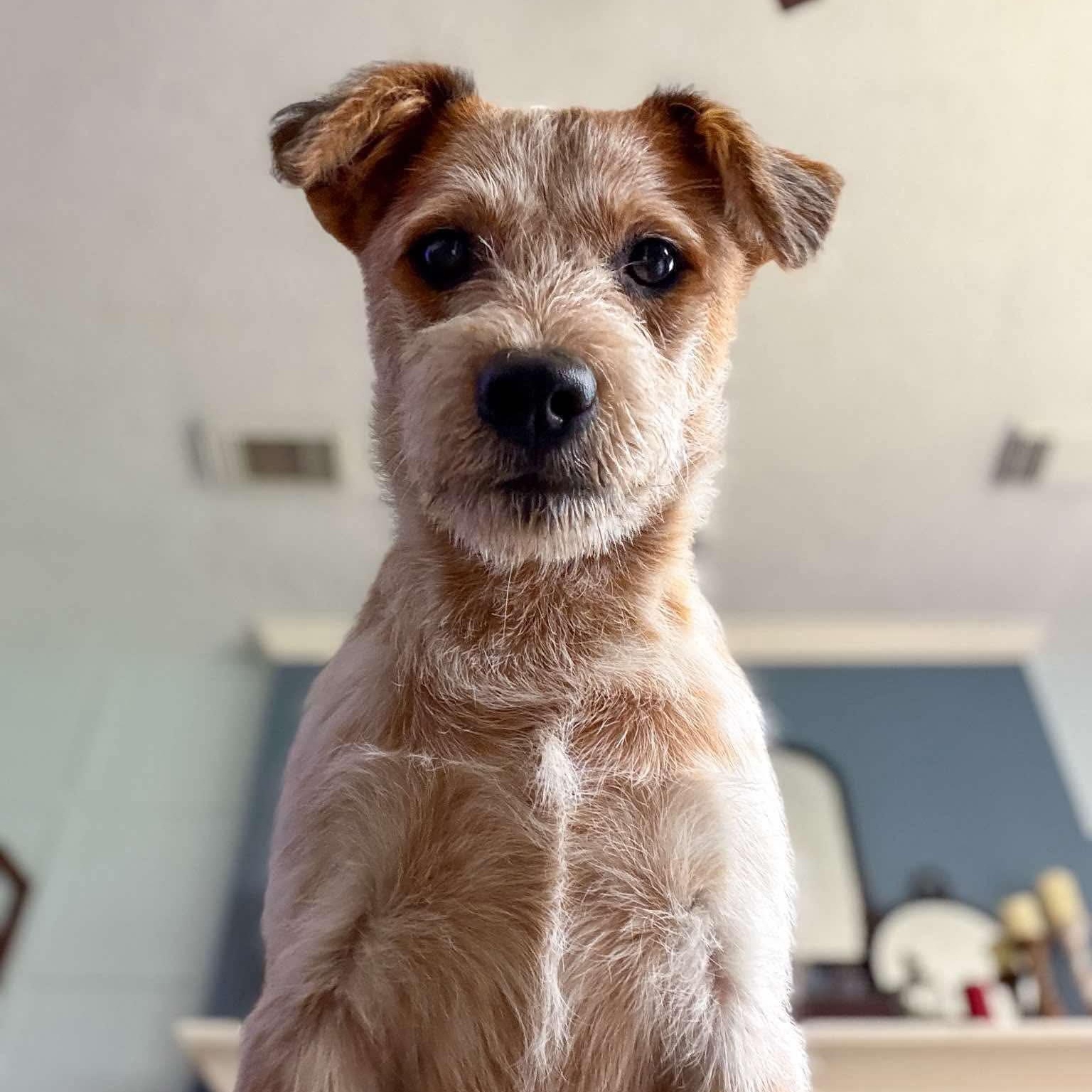 Enlarge Scooter, a Adoptable mixed breed in Houston, TX image 3/6