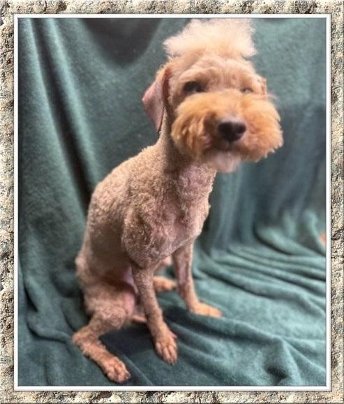 Enlarge Holly - IL, a ADOPTABLE mixed breed in Cicero, IL image 2/3