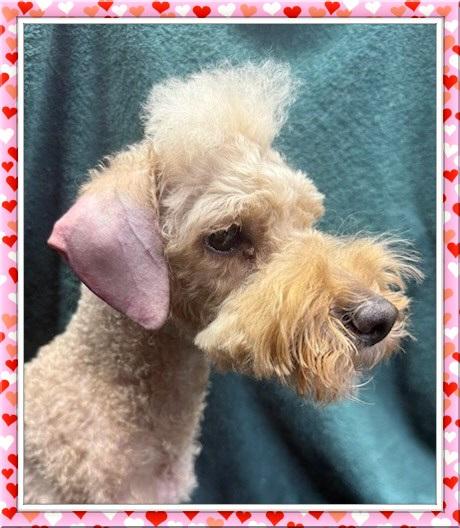 Enlarge Holly - IL, a ADOPTABLE mixed breed in Cicero, IL image 1/3