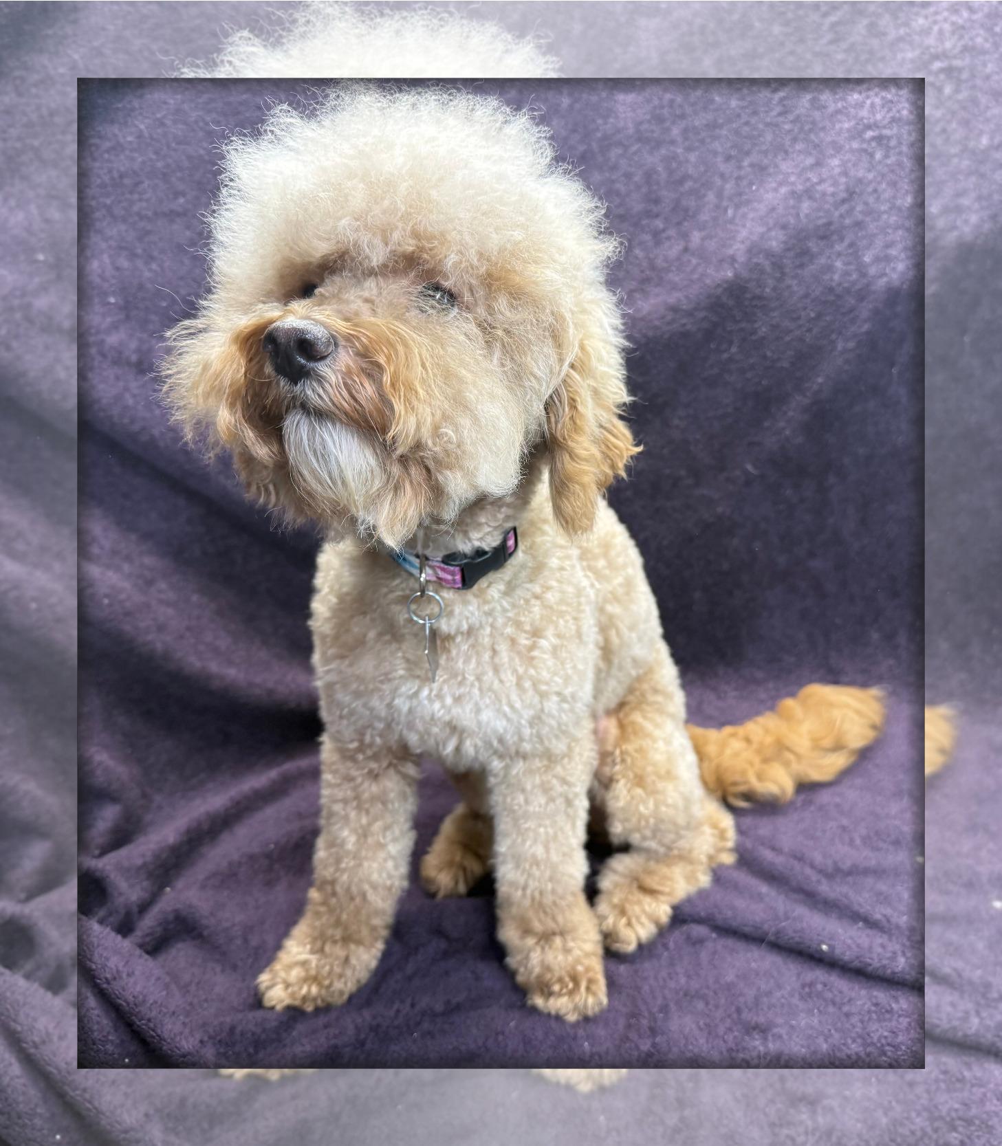 Holly - IL, ADOPTABLE, Young Female Bichon Frise & Poodle.